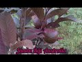 Jambu Merah Australia_Jambu Ungu(Semua berwarna daun bunga&buah warna merah ke unguan)#rufiat99