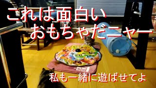 猫おもちゃの定番キャッチ・ミー・イフ・ユー・キャン  Cat's toy Catch me if you can