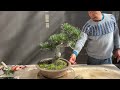 do this to thicken your bonsai trunk fast