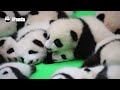 panda babies tell you what is the real cuteness~ ipanda