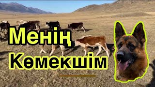 Менің көмекшім. Ит үйрету, НЕМІС овчаркасы! Sheep breeding dogs.#немецкаяовчарка #питомникнемецки