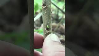 Shahtoot Mulberry T Cut Bud Grafting EP172#ShahtootMulberry #mulberries #budgrafting #grafting