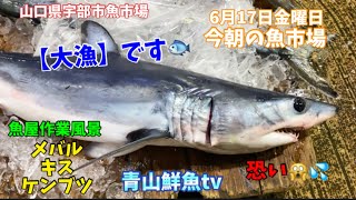 【大漁】【作業風景】【メバル】【キス】【テンジクダイ】今朝の魚市場6月17日金曜日の水揚げ状況