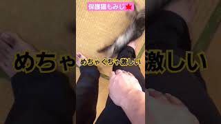 もみじのあいさつ#shorts #保護猫 #もみじ #ねこ #もみじ #挨拶