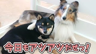 今日もアツアツな柴犬とシェルティ 【ひみつきちなう！②】2019年3月15日