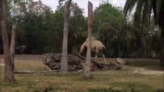 Headless camel walking on the ground kya Allah ki kudrat he