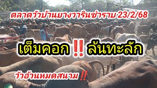 วัวอ้วน‼️ขายจนเกลี้ยง สนาม วัวจ่อยราคาเดิม ตลาดวัววารินบ้านยาง 23/2/68