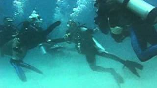 Panicking Diver Gets Violent!