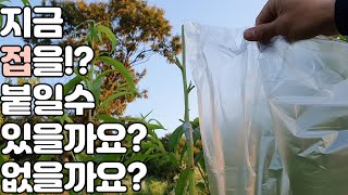 지금 이 시기에 접을 붙일 수 있을까?없을까?(feat.녹지접)greenwood grafting