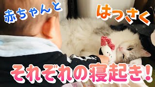 【猫】はっさくと赤ちゃんそれぞれの寝起き【サイベリアン】