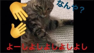 友達の家の猫