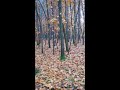 Ідеально рівний ліс 🍁🍂 rain autumn forest