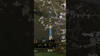 東京スカイツリー　ライトアップ　粋　ブルー 2022　　隅田公園　桜　さくら　ソメイヨシノ　染井吉野　開花状況！　Asakusa　言問橋　浅草　2022年 3月25日 (金)