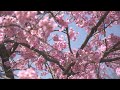 relaxing music when restless cherry blossom wonders pop and happy