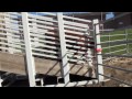 another aspect of animal care at the calgary stampede