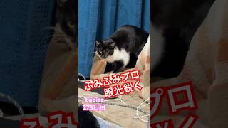 【猫動画】子猫生後275日　安定のふみふみ。遊び疲れて寝る前にひと仕事中#かわいい子猫 #猫のいる暮らし #cat #ふみふみ #ルーティン