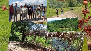 Meneroka Penanaman Kopi (Liberica) Agroforestry.