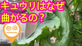 【不思議！】キュウリはなぜ曲がるの？