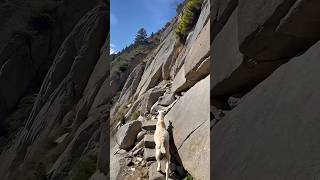 Mountain goat chased by lion