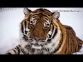 Tiger at MN Animal Sanctuary Tests Positive for COVID-19