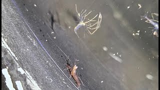 Raising Peppermint Shrimp (Lysmata wurdemanni) Under The Microscope