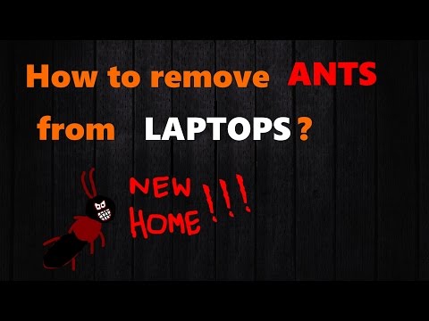 Removing Ants from Laptops Removing Ants from Laptops