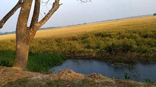 গ্রামের পাকা ধান ক্ষেতের অপরূপ দৃশ্য।। A view of the village's ripe paddy fields