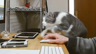 パソコン作業始めると必ず登場する猫