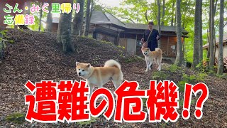 遭難の危機‼　ごん・みく里帰り♡　忘備録　秋田犬【ごん・みく チャンネル】