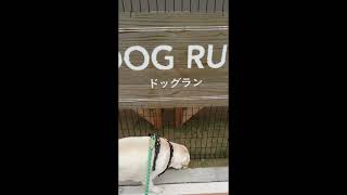 【カインズホームのドッグラン。朝は静です。今週の総集編５月9～15日♫＃shorts】＃Labrador Retriever Life Style♪♬【＃ラブラドールレトリーバー】