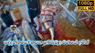 සද්දන්තයෝ කපන බේරුවල වරායේ අමිත් | The Big Fish Cutter Mr Amitha @amazingfishcutting