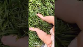 感官🌿與大自然連結🔗小腳ㄚ探索～小草初體驗🌱