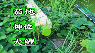 探钓大桥茄地旁神位 开杆就是惊喜