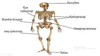 жаратылыстану 2-сынып 10-сабақ Адамның тірек-қимыл жүйесі. Дұрыс дене сымбатын қалыптастыру