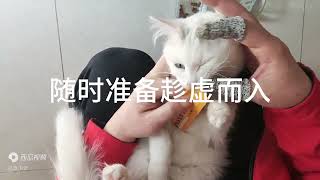 如何在家自行给猫咪喂药？猫咪不肯吃药怎么办？