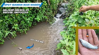 Mancing Di Selokan Kecil Serasa Kolam Ikan