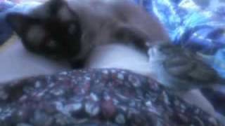 Spatz Katze2.mp4