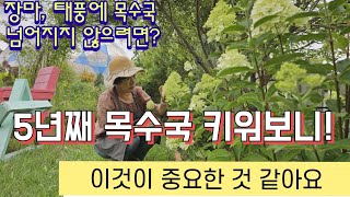 목수국, 5년째 키워보니 이것이 중요한 것 같아요!, 장마 태풍에 목수국 넘어지지 않으려면? 목수국가지치기 결과, 목수국키우기, 목수국외목대키우기