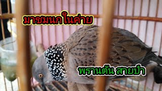 ต่อนกเขาใหญ่ by.พรานต้น# พาชมนกฝึก นกต่อ ในค่ายครับ