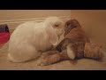 funny mini lop bunny cleans bunny butt so cute a hoppy life