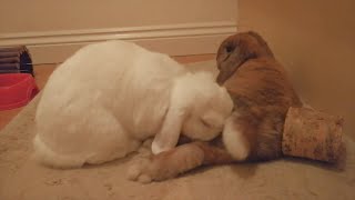 Funny Mini Lop Bunny Cleans Bunny Butt! So Cute!| A Hoppy Life