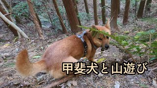 日々の山ん歩、山遊び【赤一枚の甲斐犬】