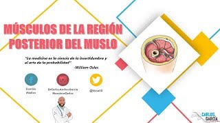 Anatomía - Músculos de la Región Posterior del Muslo (Fosa Poplítea, Inserciones, Acción)