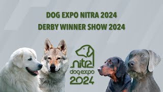 DOG EXPO NITRA 2024 Sunday