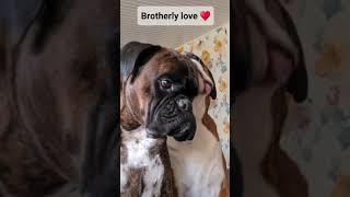 Brotherly love ❤️ Boxer Rex grooming little brother Sammie 😍