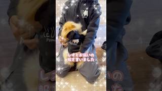 愛犬とお揃いの服を買いました #shorts #ポメラニアン #犬