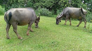 घना जंगलको बीचमा अवस्थित ठूलो चौरमा गाइभैँसीको चरन र मालिक सँगको कुराकानी