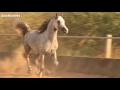 خيل وخيالة حسام الدين arab horses _ hosam eldein