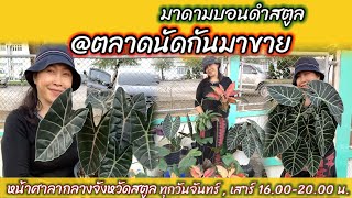 Ep58 : มาดามบอนดำสตูล @ ตลาดนัดกันมาขาย หน้าศาลากลางจังหวัดสตูล(จันทร์ 27 ธ.ค.2564)