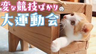 毎日激しすぎる大運動会を繰り広げる子猫がこちらですw